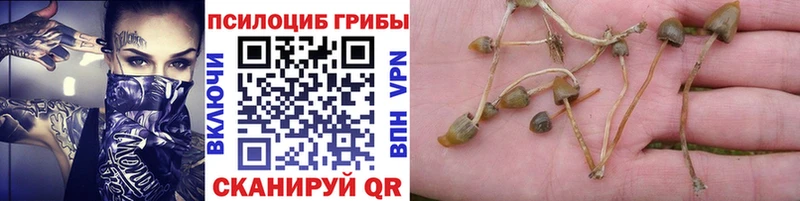 Псилоцибиновые грибы ЛСД  закладка  Щёлково 